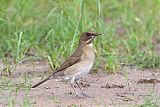 Creamy-bellied Thrush